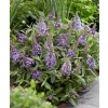 Budleja Butterfly Candy ‘Little Sweetheart’ w ogrodzie